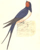 BIRDS. Swallow (Morris) 1895 old antique vintage print picture