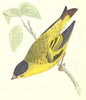 BIRDS. Siskin (Morris) 1895 old antique vintage print picture