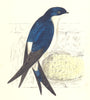 BIRDS. Martin (Morris) 1895 old antique vintage print picture
