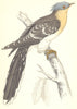 BIRDS. Great Spotted Cuckoo (Morris) 1880 old antique vintage print picture