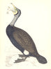 BIRDS. Cormorant (Morris) 1880 old antique vintage print picture