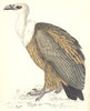 BIRDS. Griffon Vulture (Morris) 1880 old antique vintage print picture