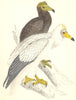 BIRDS. Egyptian Vulture (Morris) 1880 old antique vintage print picture