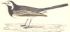 BIRDS. Pied Wagtail (Morris) 1880 old antique vintage print picture