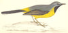 BIRDS. Grey Wagtail (Morris) 1880 old antique vintage print picture