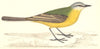 BIRDS. Grey- Headed Wagtail (Morris) 1880 old antique vintage print picture