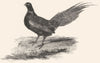 BIRDS. Mule Pheasant. Mule Pheasant 1832 old antique vintage print picture