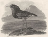 BIRDS. The Ruff. The Ruff 1833 old antique vintage print picture