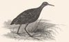BIRDS. Water Rail. Water Rail 1829 old antique vintage print picture