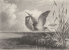 BIRDS. The Bittern. In flight. The Bittern 1834 old antique print picture