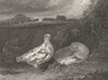 BIRDS. Variegted Partridge 1841 old antique vintage print picture