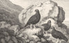 BIRDS. Red Grouse 1841 old antique vintage print picture