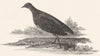 BIRDS. Water Crake.  1829 old antique vintage print picture