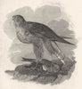 BIRDS. Hawk 1833 old antique vintage print picture
