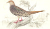 BIRDS. Jardine. Versicolor Pheasant Female. Phasianus Versicolor 1834 print