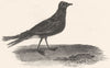 BIRDS. Stormy Peterel. Stormy Peterel 1826 old antique vintage print picture