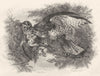 BIRDS. Tawny Owl attacked by a buzzard 1835 old antique vintage print picture