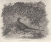 BIRDS. The Pheasant. The Pheasant 1834 old antique vintage print picture