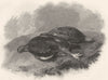 BIRDS. Red Grouse. A pair of shot grouse. Red Grouse 1834 old antique print