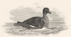 BIRDS. Female Morillon duck. Morillon- Female 1830 old antique print picture