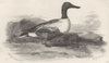 BIRDS. Shoveller Duck. Shoveller 1834 old antique vintage print picture