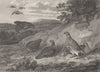 BIRDS. Partridges. Good print of a flight landing. Partridges 1834 old