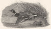BIRDS. Mallard Duck (Wounded) . Wounded Mallard 1832 old antique print picture