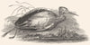 BIRDS. Heron. Shot heron on river bank. Heron 1830 old antique print picture
