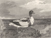 BIRDS. Shieldrake. Shieldrake 1830 old antique vintage print picture