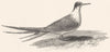 BIRDS. Tern.  1829 old antique vintage print picture