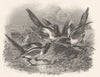 BIRDS. Poached Eggs. Magpies. Poached Eggs. Turner 1840 old antique print
