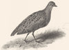 BIRDS. Land Rail. Land Rail 1829 old antique vintage print picture