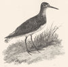 BIRDS. Green Sandpiper. Green Sandpiper 1825 old antique vintage print picture