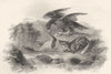 FOXES. Birds. Instinctive Preservation of a fox. Eagle stealing prey.  1840