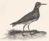 BIRDS. Green Shank. Greenshank 1827 old antique vintage print picture