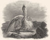 BIRDS. Heron 1838 old antique vintage print picture