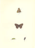 BUTTERFLIES. White- W Hairstreak (Morris) 1868 old antique print picture