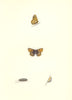 BUTTERFLIES. Duke Of Burgundy Fritillary (Morris) 1868 old antique print