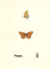 BUTTERFLIES. Small Pearl- Bordered Fritillary (Morris) 1868 old antique print