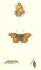 BUTTERFLIES. Queen of Spain Fritillary (Morris) 1868 old antique print picture