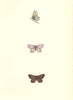 BUTTERFLIES. Mazarine blue (Morris) 1868 old antique vintage print picture