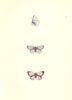 BUTTERFLIES. Holly blue (Morris) 1868 old antique vintage print picture