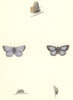 BUTTERFLIES. Common blue (Morris) 1868 old antique vintage print picture