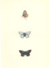 BUTTERFLIES. Clifden blue (Morris) 1868 old antique vintage print picture