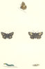 BUTTERFLIES. Grizzled Skipper (Morris) 1868 old antique vintage print picture