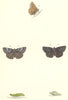 BUTTERFLIES. Dingy Skipper (Morris) 1868 old antique vintage print picture