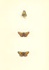 BUTTERFLIES. Large Skipper (Morris) 1868 old antique vintage print picture