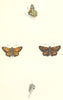 BUTTERFLIES. Silver- Spotted Skipper (Morris) 1868 old antique print picture