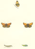 BUTTERFLIES. Small Skipper (Morris) 1868 old antique vintage print picture