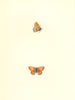 BUTTERFLIES. Least Meadow Brown (Morris) 1868 old antique print picture